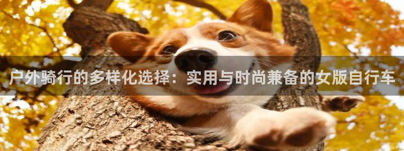 新宝gg专线